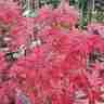 Acer palmatum `Deshojo` (Klon palmowy)