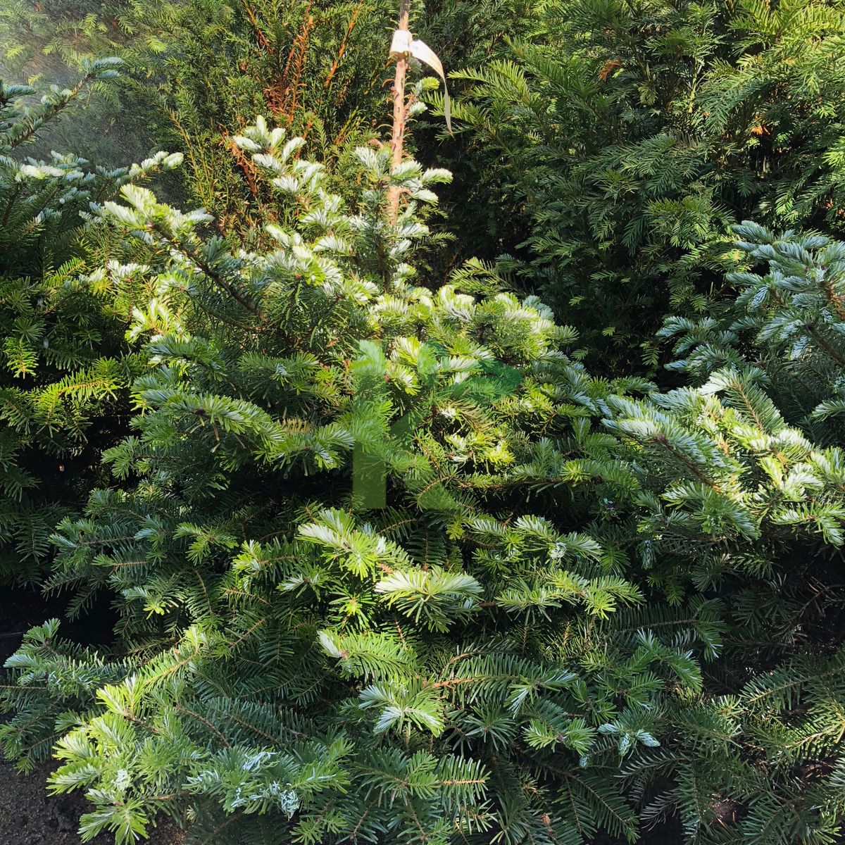 Abies koreana (Jodła koreańska)