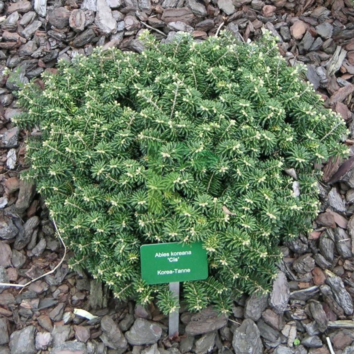 Abies koreana `Cis` (Jodła koreańska)