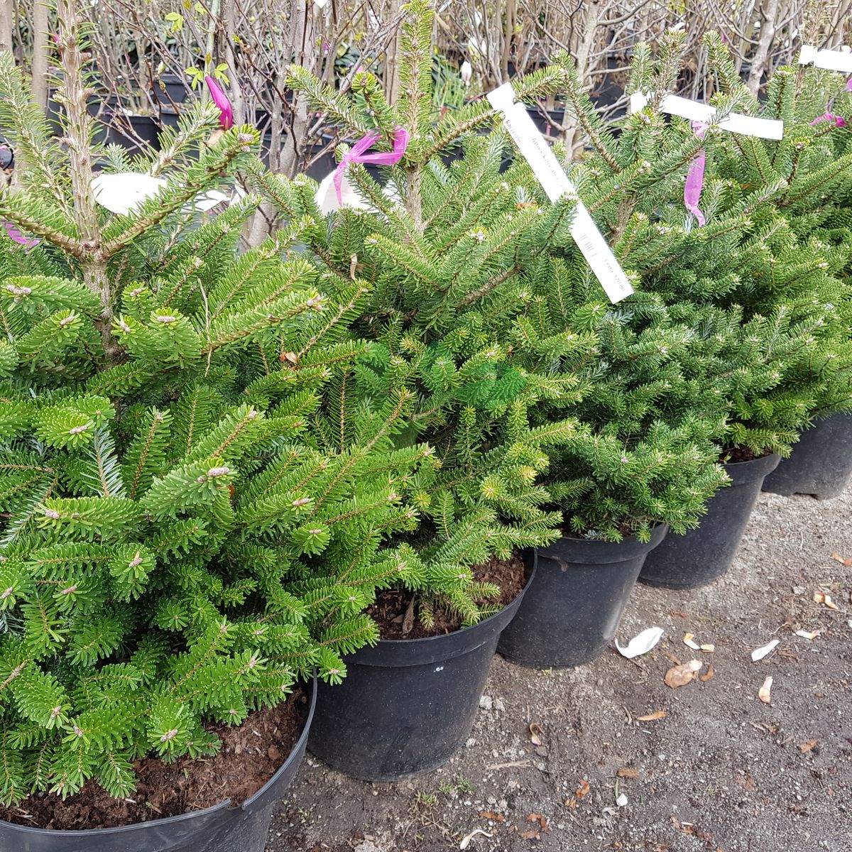 Abies koreana `Compacta` (Jodła koreańska)