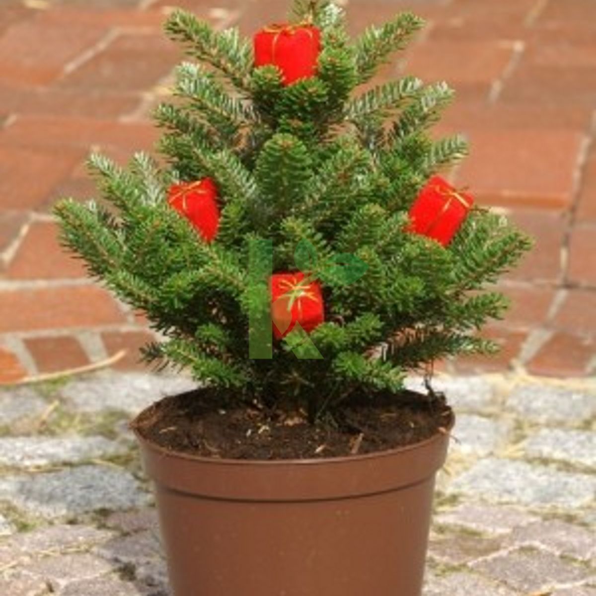 Abies koreana `Molli` (Jodła koreańska)