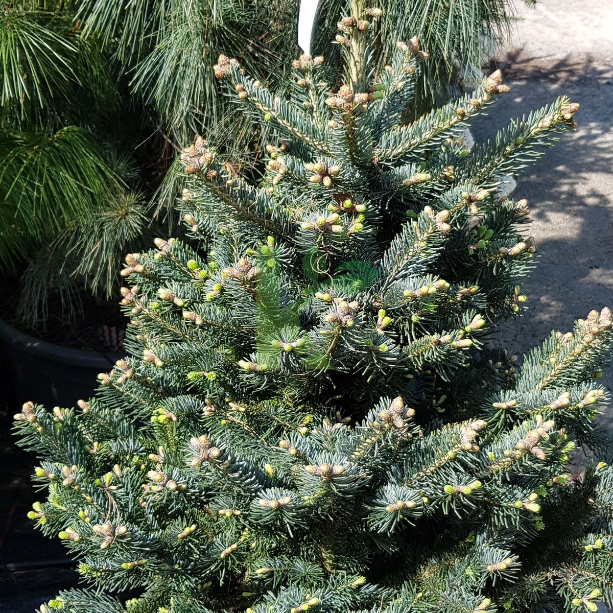 Abies lasiocarpa `Compacta` (Jodła górska)