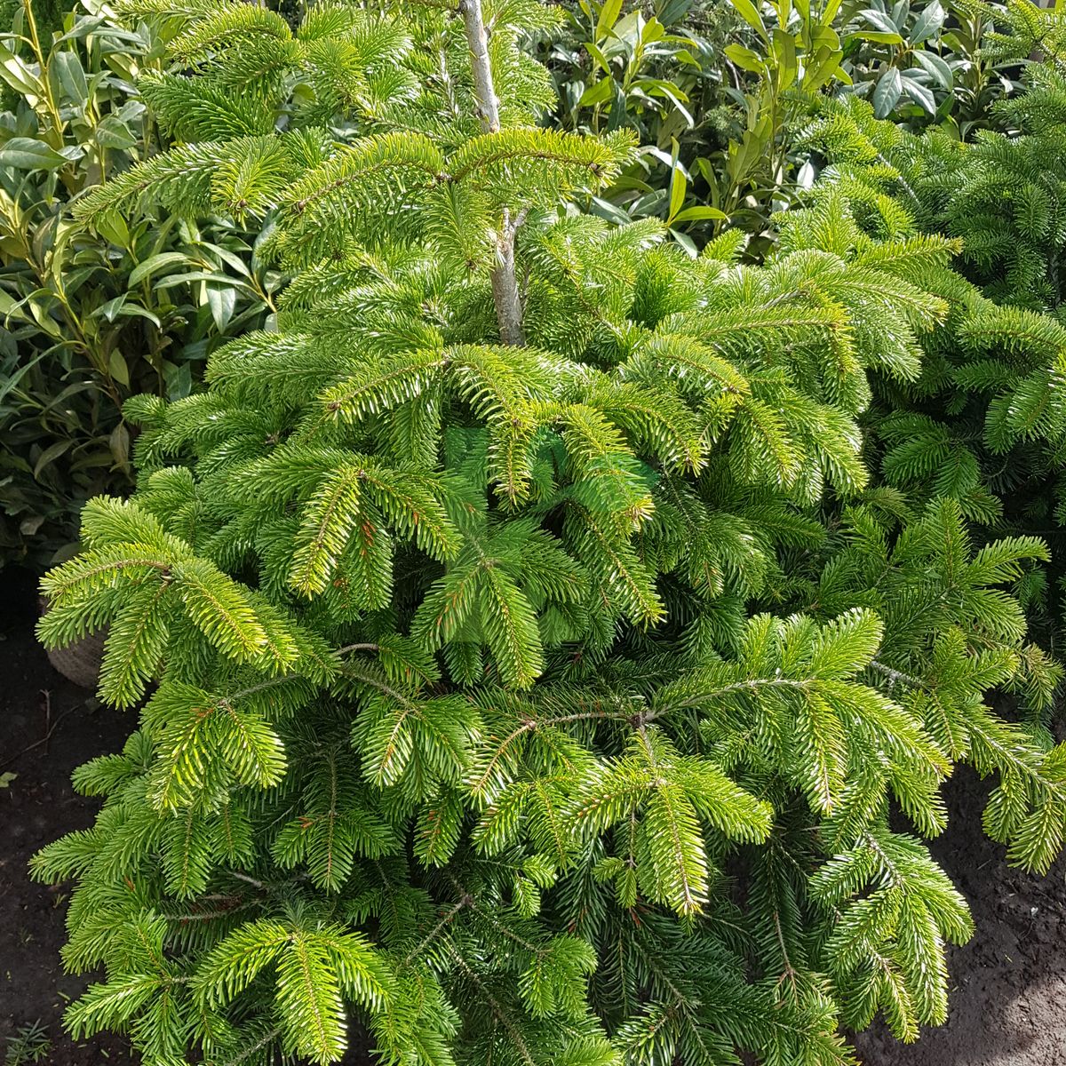 Abies nordmanniana (Jodła kaukaska)