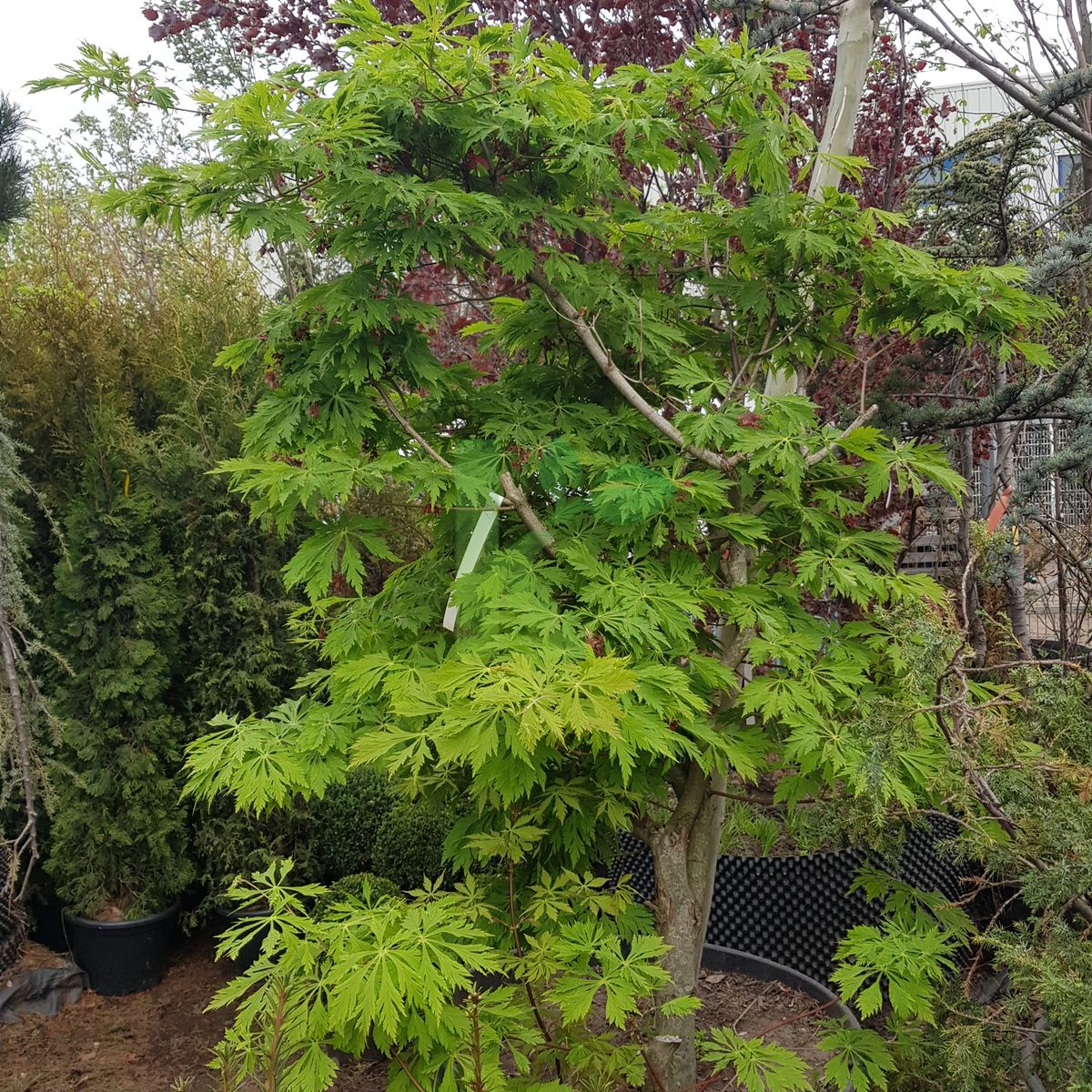 Acer japonicum `Aconitifolium` (Klon japoński)