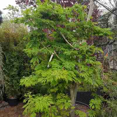 Acer japonicum `Aconitifolium` (Klon japoński)