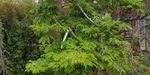 Acer japonicum `Aconitifolium` (Klon japoński `Aconitifolium`)