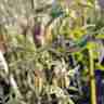 Acer negundo `Flamingo` (Klon jesionolistny)