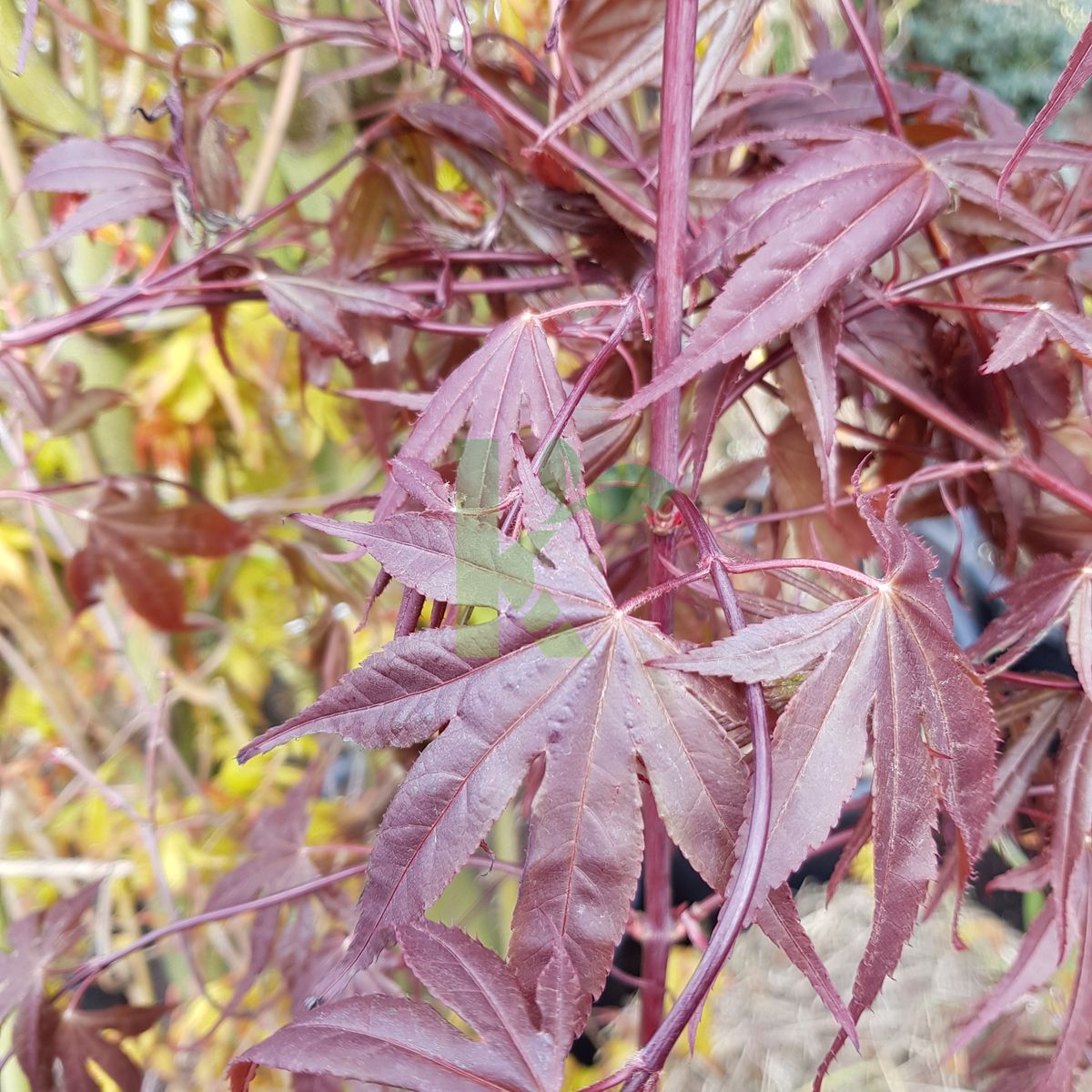 Acer palmatum `Atropurpureum` (Klon palmowy)