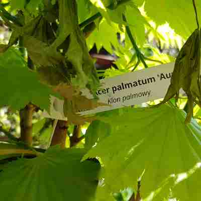 Acer palmatum `Aureum` (Klon palmowy)