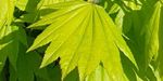 Acer palmatum `Aureum` (Klon palmowy `Aureum`)