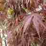Acer palmatum `Beni Kagami` (Klon palmowy)