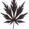 Acer palmatum `Black Lace` (Klon palmowy)