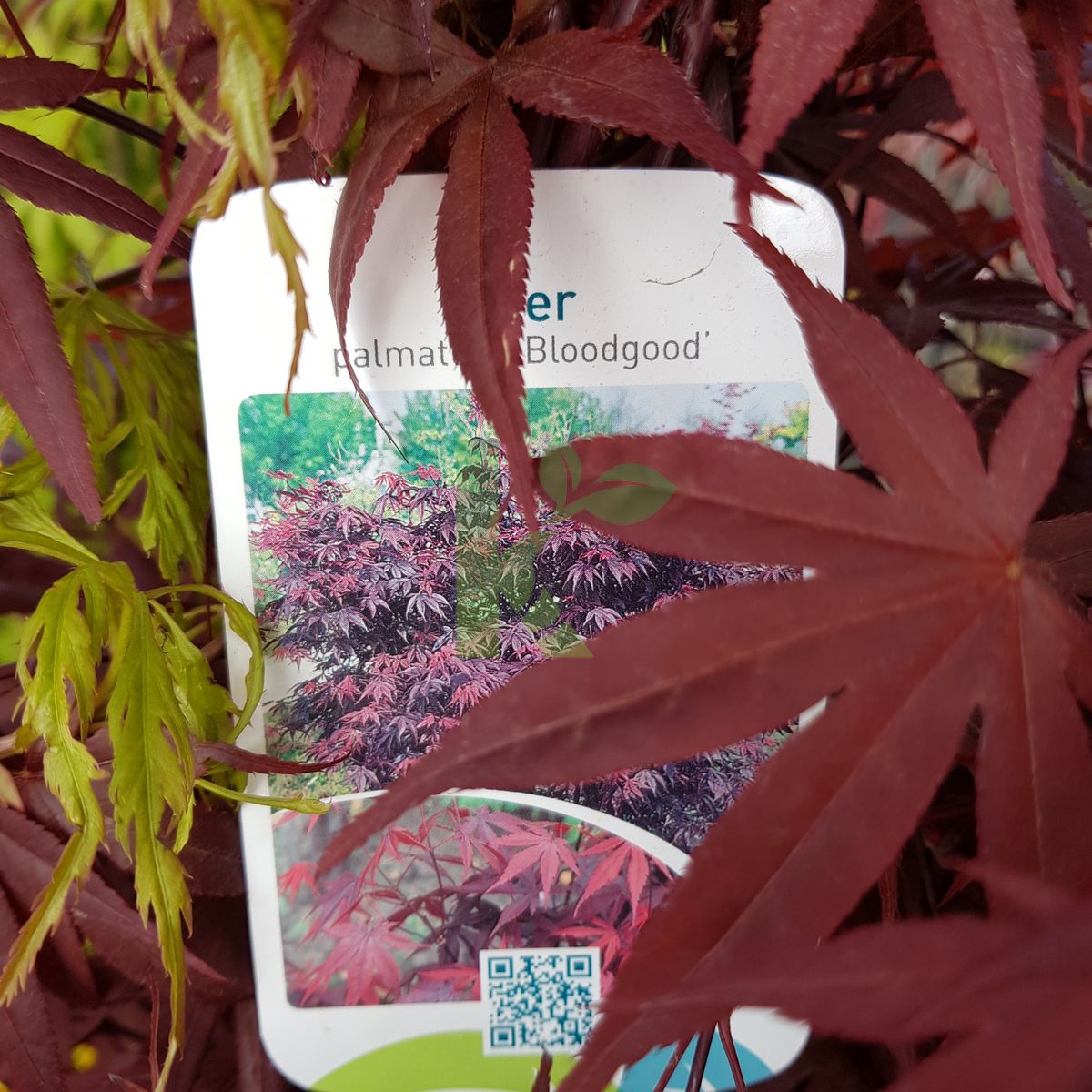 Acer palmatum `Bloodgood` (Klon palmowy)