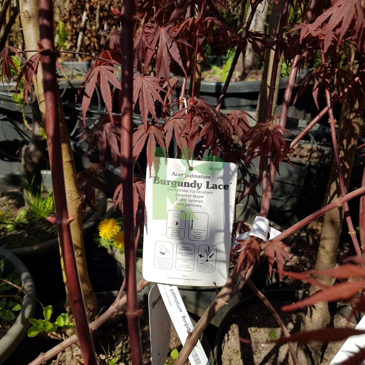 Acer palmatum `Burgundy Lace` (Klon palmowy)