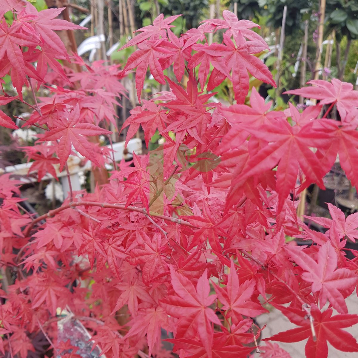 Acer palmatum `Deshojo` (Klon palmowy)