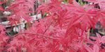 Acer palmatum `Deshojo` (Klon palmowy `Deshojo`)