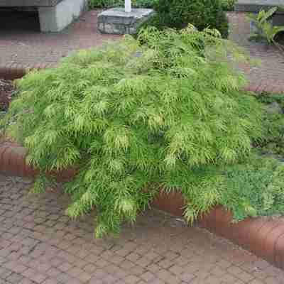 Acer palmatum `Dissectum` (Klon palmowy)