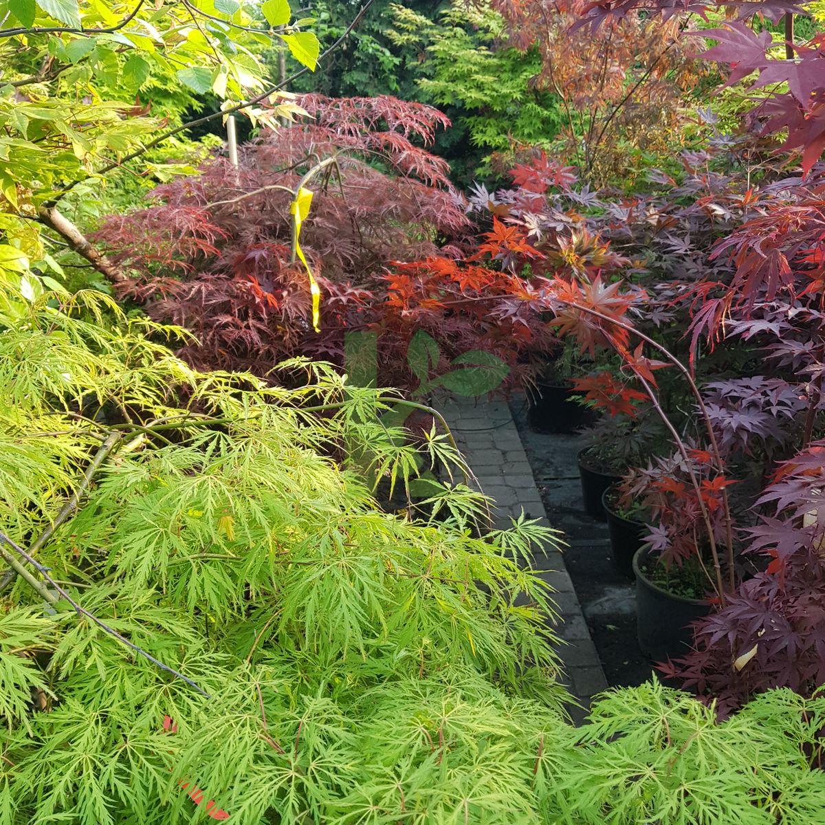 Acer palmatum `Dissectum Filigree` (Klon palmowy)