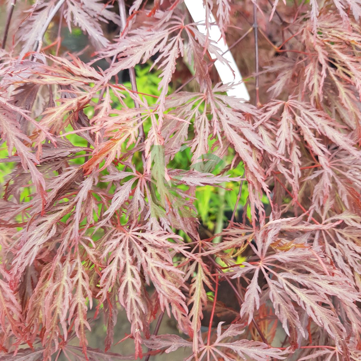 Acer palmatum `Dissectum Garnet` (Klon palmowy)