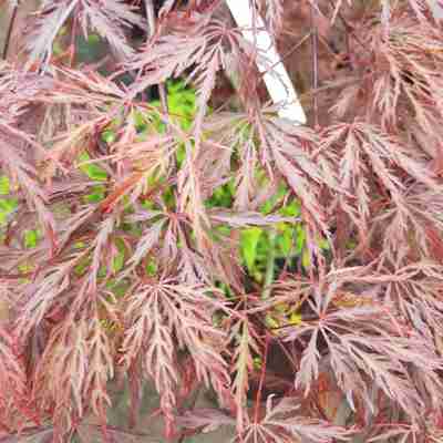Acer palmatum `Dissectum Garnet` (Klon palmowy)