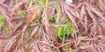 Acer palmatum `Dissectum Garnet` (Klon palmowy `Dissectum Garnet`)