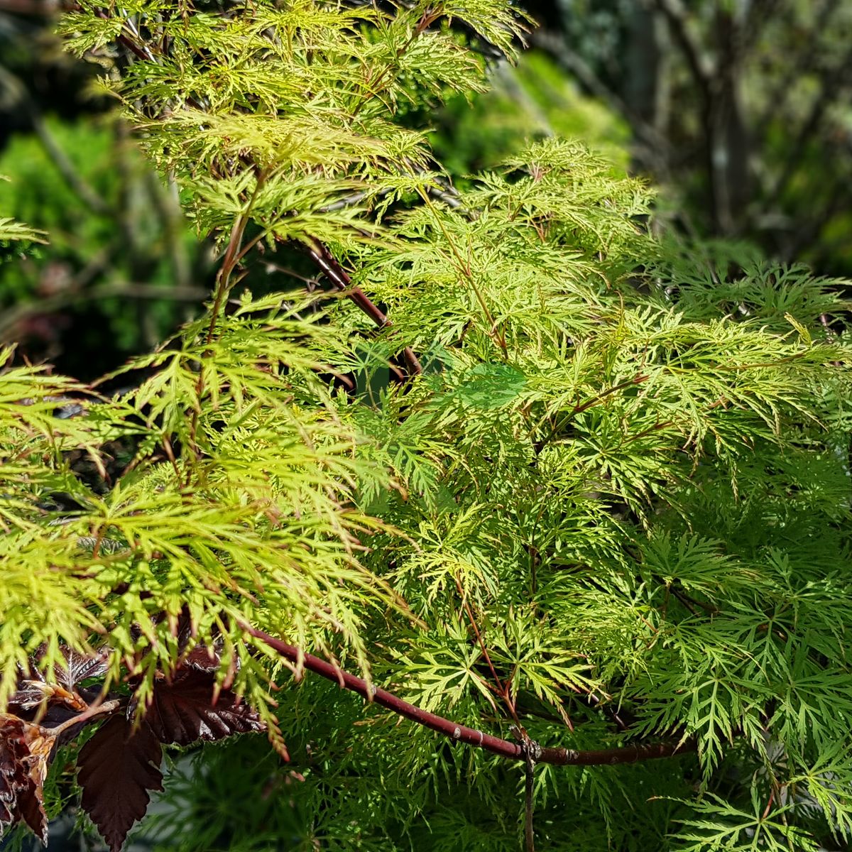 Acer palmatum `Emerald Lace` (Klon palmowy)