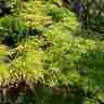 Acer palmatum `Emerald Lace` (Klon palmowy)