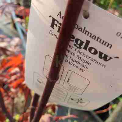 Acer palmatum `Fireglow` (Klon palmowy)
