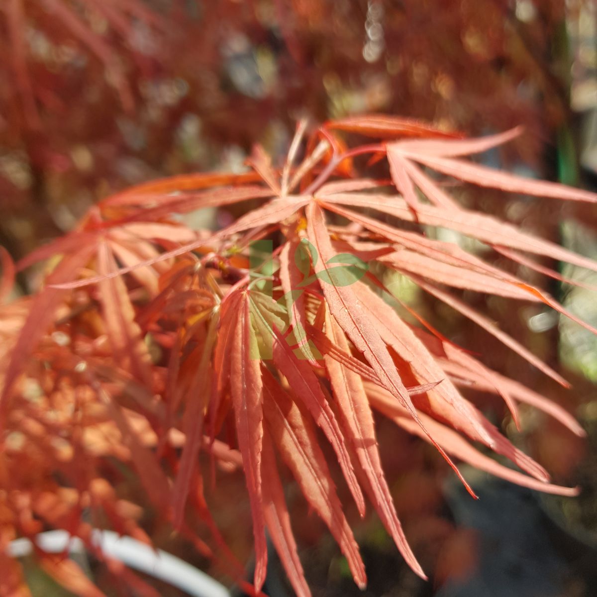 Acer palmatum `Greenthumb North Carolina` (Klon palmowy)