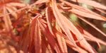 Acer palmatum `Greenthumb North Carolina` (Klon palmowy `Greenthumb North Carolina`)