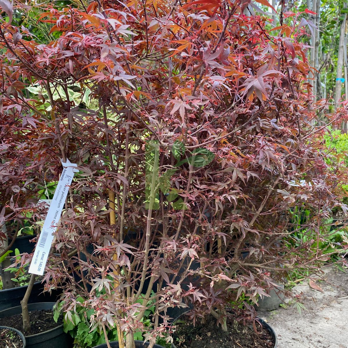 Acer palmatum `Hime shojo` (Klon palmowy)
