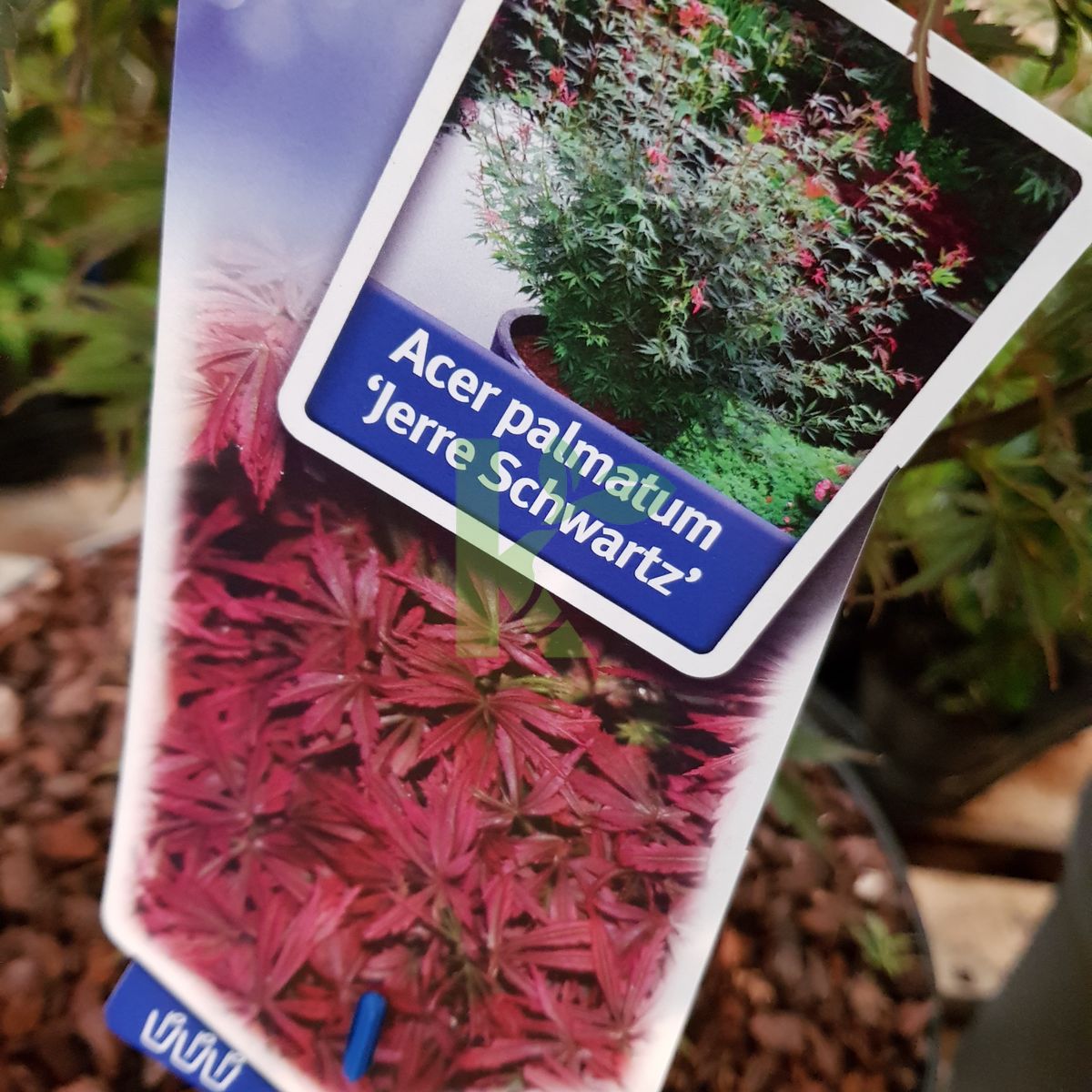 Acer palmatum `Jerre Schwartz` (Klon palmowy)