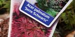 Acer palmatum `Jerre Schwartz` (Klon palmowy `Jerre Schwartz`)