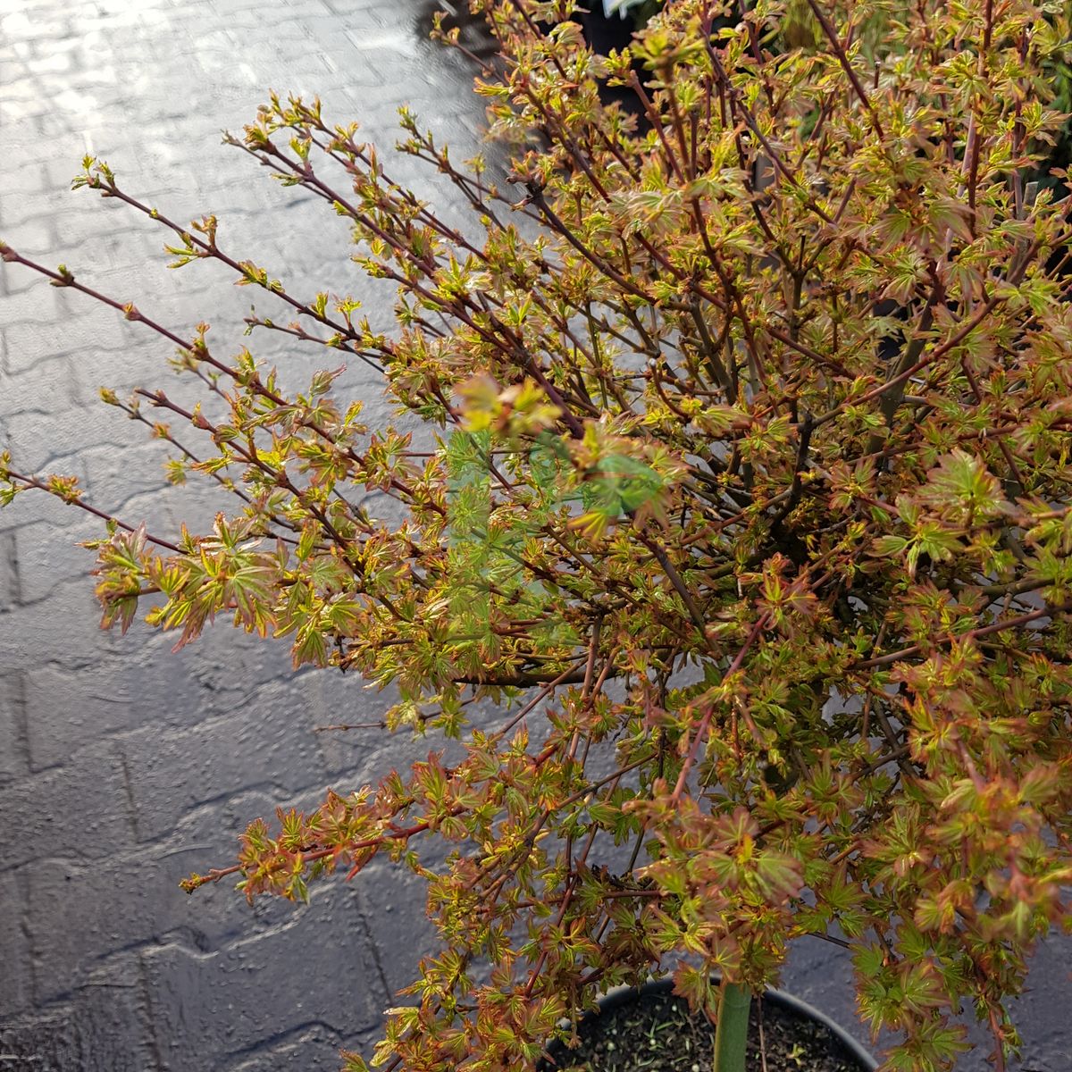 Acer palmatum `Koto maru` (Klon palmowy)