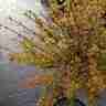 Acer palmatum `Koto maru` (Klon palmowy)