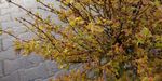 Acer palmatum `Koto maru` (Klon palmowy `Koto maru`)