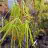 Acer palmatum `Linearilobum` (Klon palmowy)