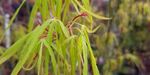 Acer palmatum `Linearilobum` (Klon palmowy `Linearilobum`)