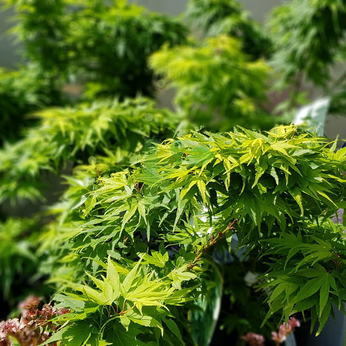 Acer palmatum `Mikawa-yatsubusa` (Klon palmowy)