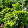 Acer palmatum `Mikawa-yatsubusa` (Klon palmowy)
