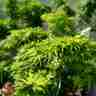 Acer palmatum `Mikawa-yatsubusa` (Klon palmowy)