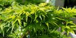 Acer palmatum `Mikawa-yatsubusa` (Klon palmowy `Mikawa-yatsubusa`)