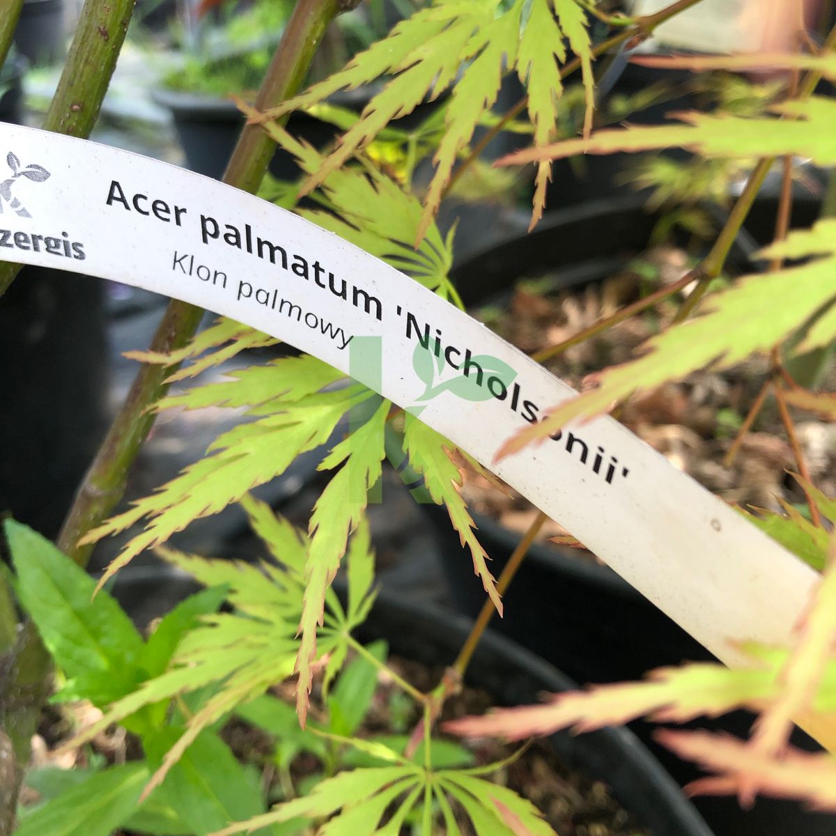 Acer palmatum `Nicholsonii` (Klon palmowy)