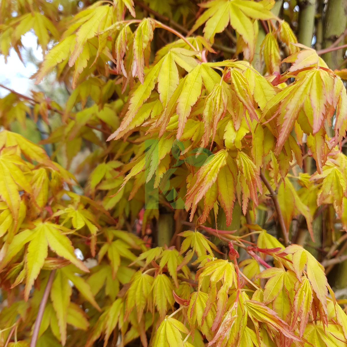 Acer palmatum `Orange Dream` (Klon palmowy)