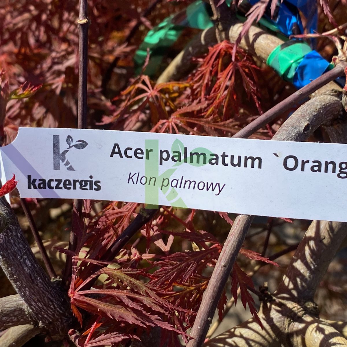 Acer palmatum `Orangeola` (Klon palmowy)