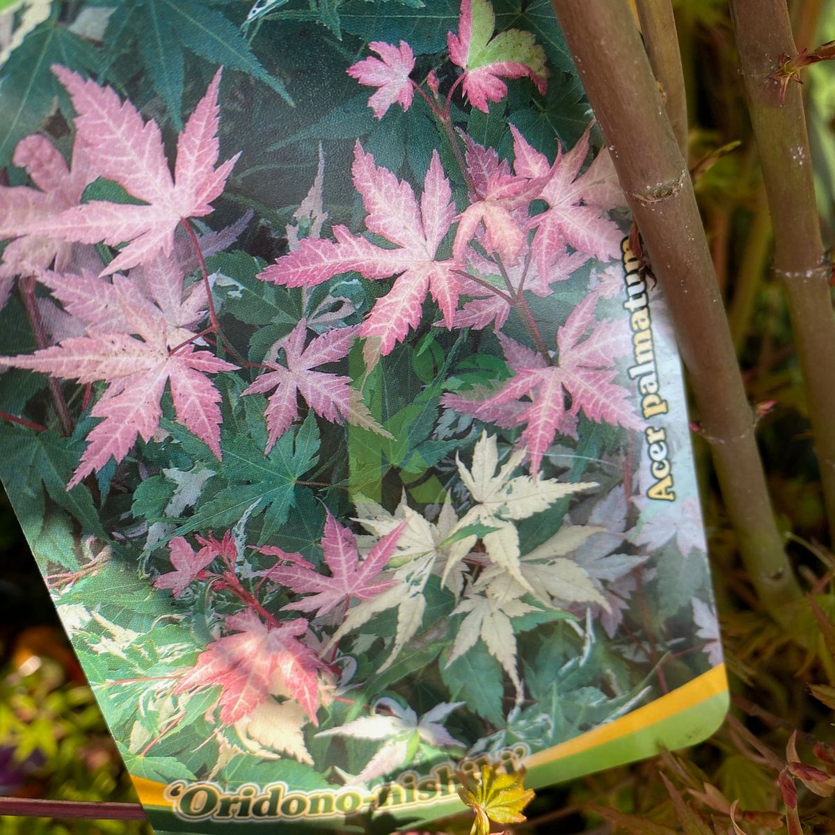 Acer palmatum `Oridono-nishiki` (Klon palmowy)