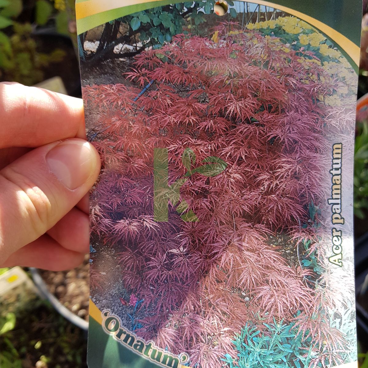 Acer palmatum `Ornatum` (Klon palmowy)