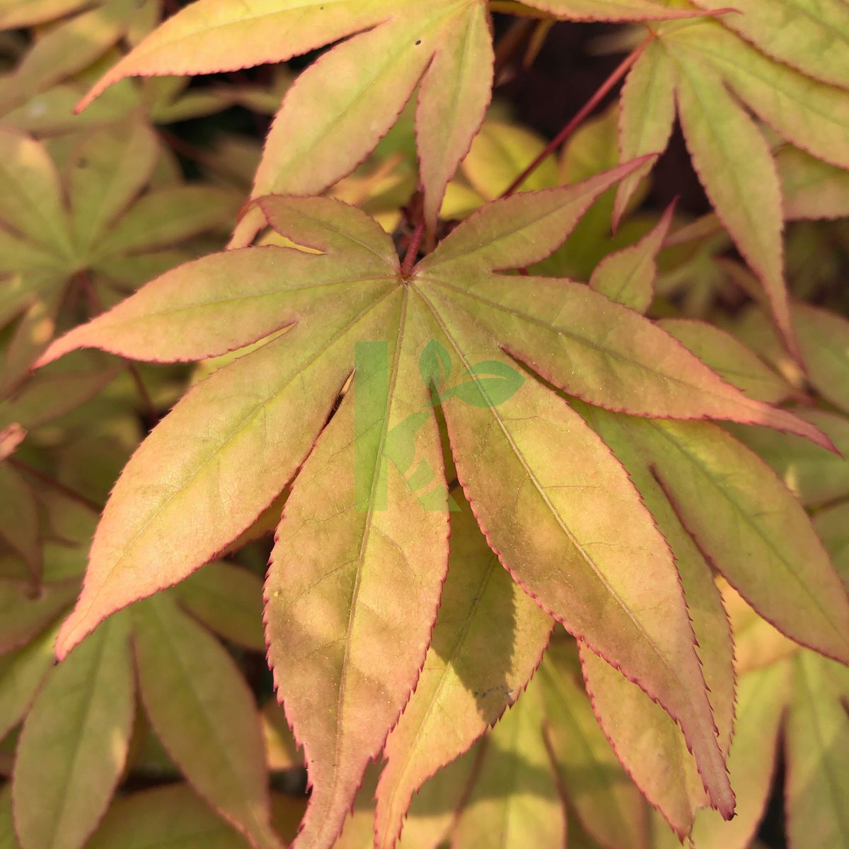 Acer palmatum `Osakazuki` (Klon palmowy)