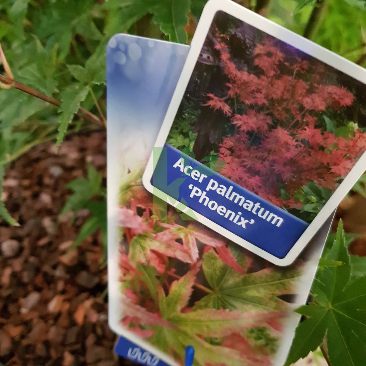 Acer palmatum `Phoenix` (Klon palmowy)