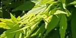 Acer palmatum `Ryu sei` (Klon palmowy `Ryu sei`)